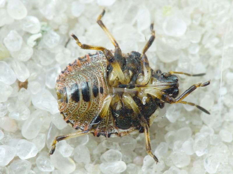 Eysarcoris aeneus (Scopoli, 1763)